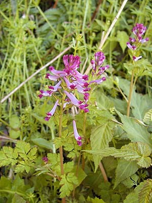 TLP}@Corydalis incisa