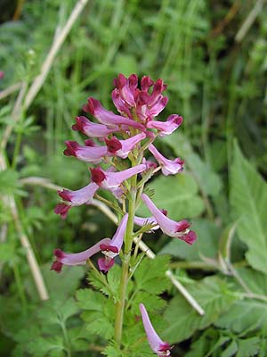 TLP}@Corydalis incisa