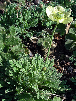 Papaver sp.