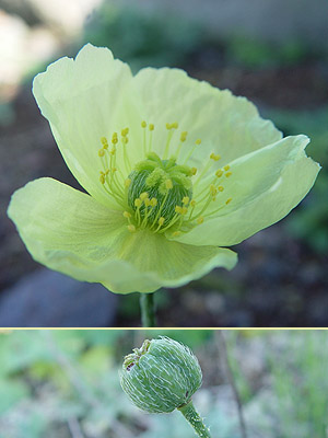 Papaver sp.