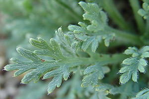 Papaver sp.