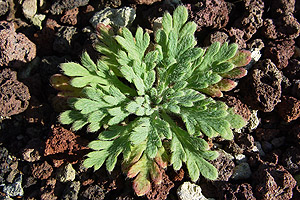 Papaver sp.