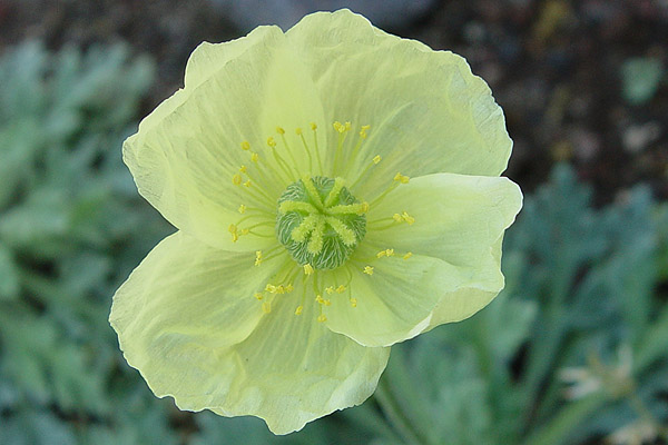 Papaver sp.