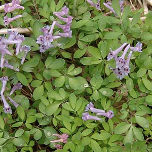 }GSTN@Corydalis lineariloba