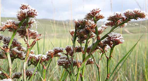 jEEtbNXIT@Limonium flexuosum @S@Hustai National Park