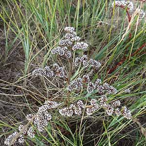 jEEtbNXIT@Limonium flexuosum @S@Hustai National Park