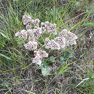 jEEtbNXIT@Limonium flexuosum @S@Hustai National Park