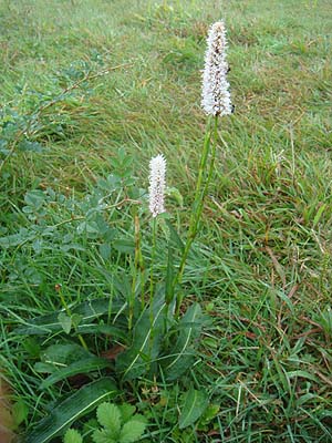 CuLgmI@Bistorta major var. japonica