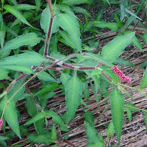 jIC^f@Persicaria viscosa