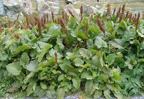 Rumex alpinušQ