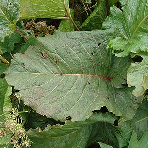 Rumex alpinus