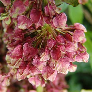 Rumex alpinus̉ʎ