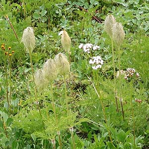 Anemone occidentalis