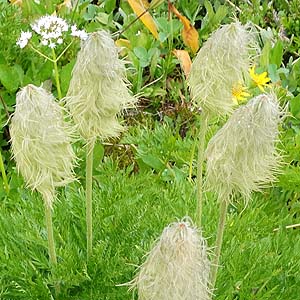 Anemone occidentalis