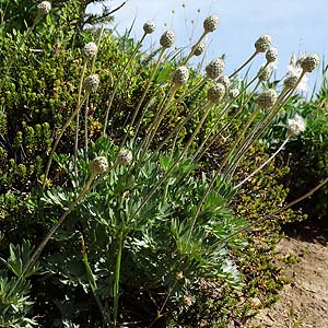 m[UEAll@Anemone parviflora