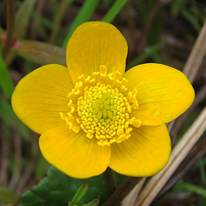 Caltha palustris@̉ԁiXRbghj