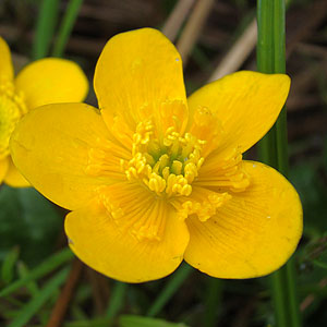 Caltha palustris@̉ԁiXRbghj