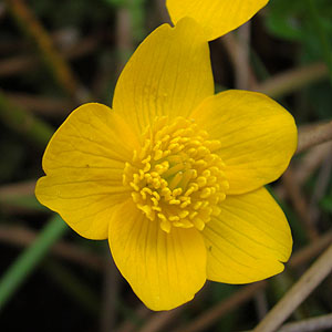 Caltha palustris@̉ԁiXRbghj