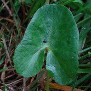 Caltha palustris@̗t