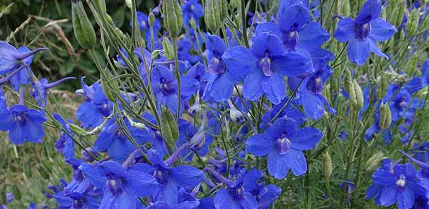 IIqG\E@Delphinium grandiflorum