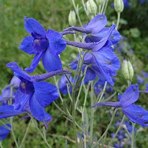 IIqG\E@Delphinium grandiflorum