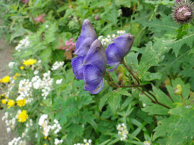 nNTgJug@Aconitum hakusanense