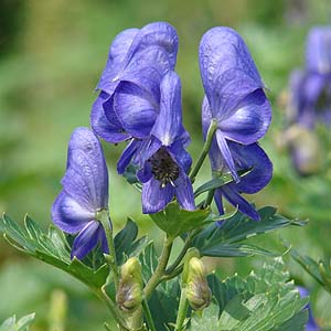 CuLgJug̉ԏ@Aconitum japonicum var. ibukiense