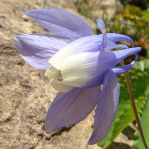 ~}I_}L Aquilegia flabellata var. pumila