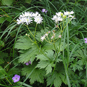 ~WJ}c Trautvetteria caroliniensis var. japonica @iRj