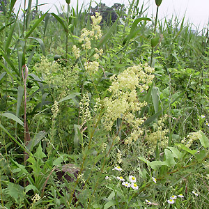 mJ}c Thalictrum simplex L. var. brevipes