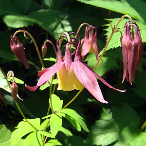 II}I_}L Aquilegia buergeriana var. oxysepala