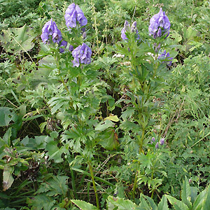 VuV Clematis tosaensis