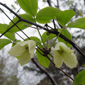 gK^nVEd Clematis tosaensis