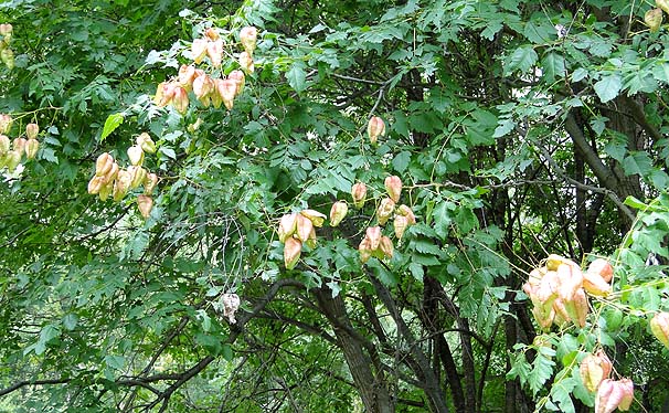 NQW@Koelreuteria paniculata