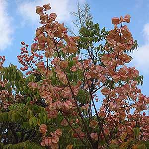 タイワンモクゲンジ Koelreuteria henryi