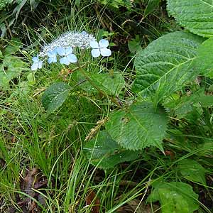 G]AWTC@Hydrangea serrata var. megacarpa