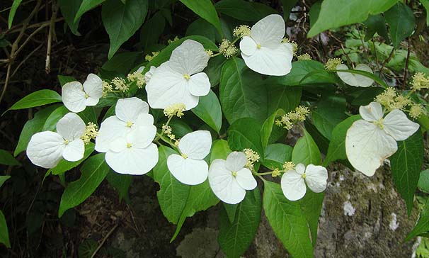 KNEcM@Hydrangea scandens