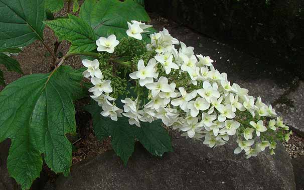 JVoAWTC Hydrangea quercifolia