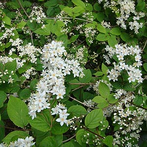 }oEcM@Deutzia seabra