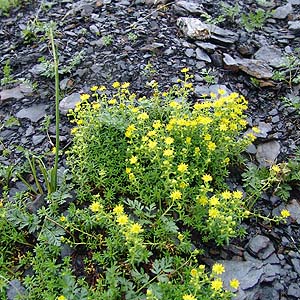 Ȋꏊɐ炷Saxifraga aizoides