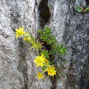 ̊ڂɐ炷Saxifraga aizoides