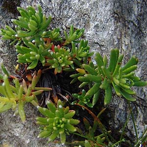 Saxifraga aizoides@̉Ԃ炩ĂȂs