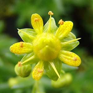 Saxifraga aizoides@̉