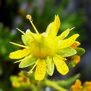 Saxifraga aizoides@̉