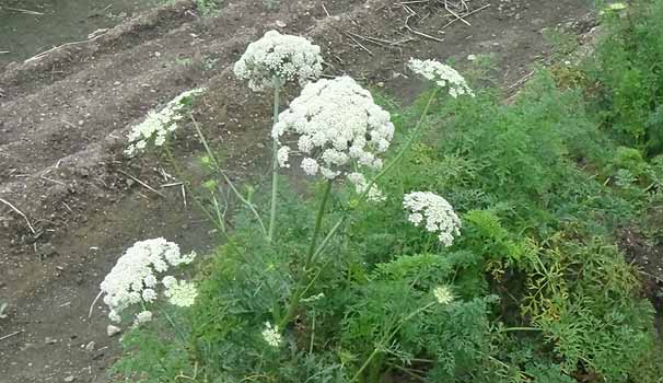 jW@Daucus carota var. sativa