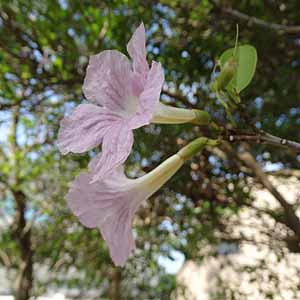 CmE[@Tabebuia pallida