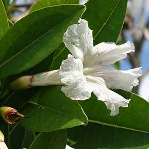 CmE[@Tabebuia pallida