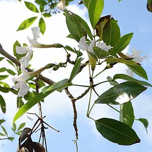 CmE[@Tabebuia pallida