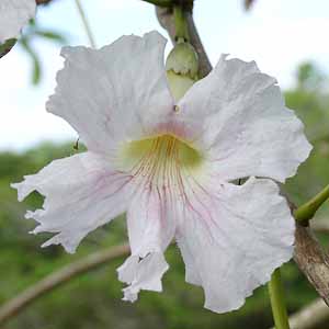 CmE[@Tabebuia pallida