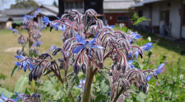 {WiWTj@Borago officinalis